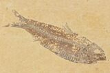 Fossil Fish Plate (Diplomystus & Knightia) - Wyoming #91597-4
